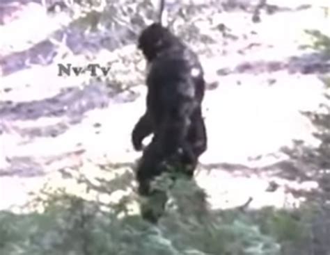 Watch Giant Bigfoot Filmed In Idaho Nexus Newsfeed