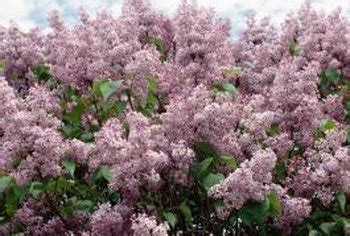 Maybe you would like to learn more about one of these? When to Fertilize a Miss Kim Lilac | Home Guides | SF Gate