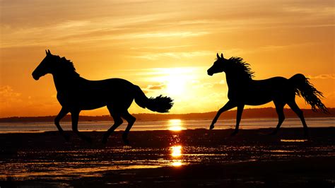Two Running Horses On The Beach At Sunset Free Image Download