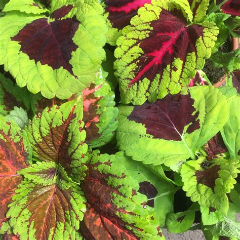 Dramatic flower spikes are hot hues of orange or yellow. Assorted Large Coleus (6 inch pot) - Annual Flowers ...