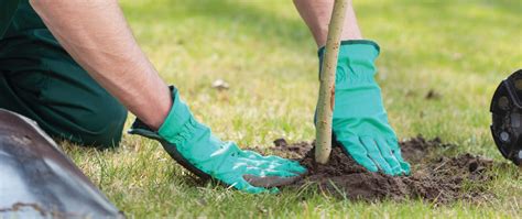 Top 10 Trees To Plant In Toronto Tree Menders