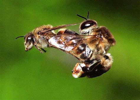 Bee Mating Flight Bee World Pinterest Bees