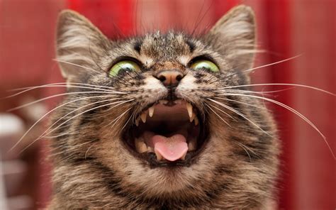 Crazy Cat On A Red Background Desktop Wallpapers 1280x1024