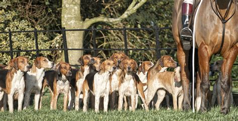 American Foxhound Dog Breed Characteristics And Care