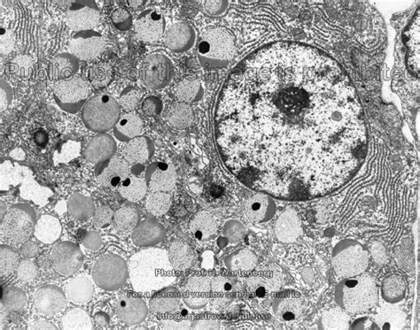 salivary glands Dr.Jastrow's electron microscopic atlas