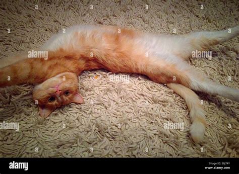Cat Stretched Out On Carpet Showing Tummy Stock Photo Alamy
