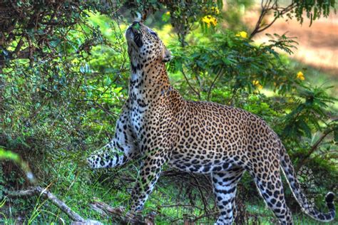 Sri Lanka Wildlife Guide How Does Sri Lanka Compare To An African Safari