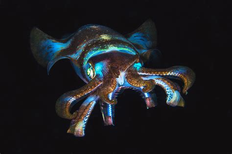 Cephalopod On Behance