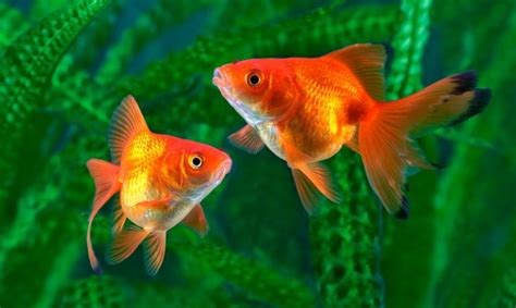 Goldfish Común Especie De Pez Mascotas Hogarmania