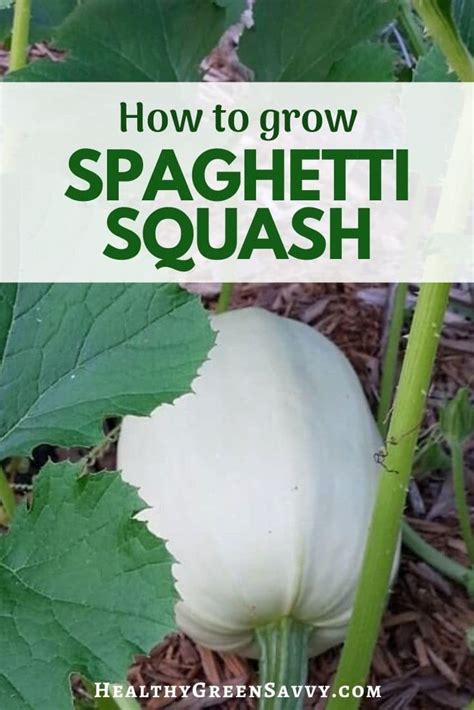 Spaghetti squash is a nutritious vegetable that belongs to the cultivar category under the family cucurbita where cucumbers also come from. Pin on Grow Your Own Food