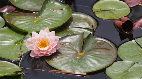 Lotus Flower Lily Pad Free Photo On Pixabay