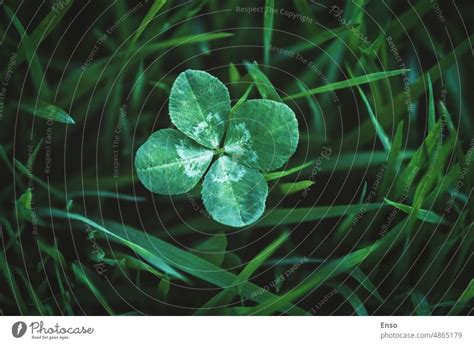 Four Leaf Clover Growing In Green Grass Lucky Charm And Good Luck Concept Copy Space A