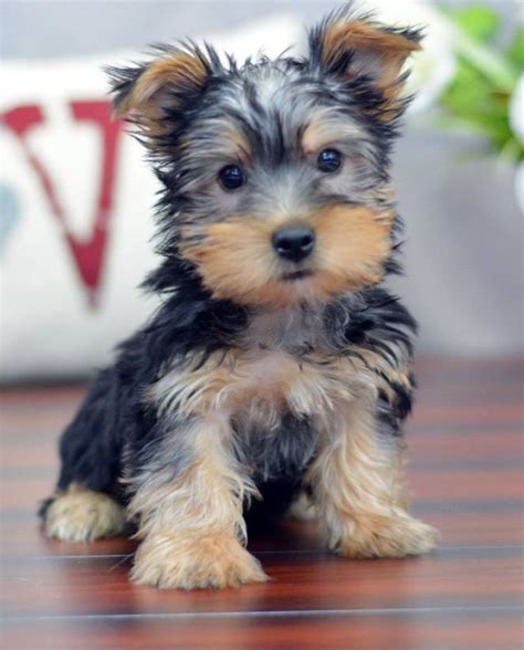 Brister family terriers, located in granbury texas is a scottish terrier breeder with puppies for sale. Australian Silky Terrier Puppy Dog | Australian silky ...