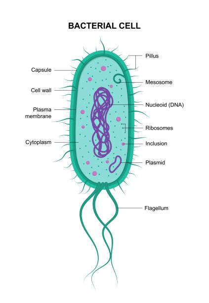 1100 Bacterial Cell Diagram Stock Illustrations Royalty Free Vector