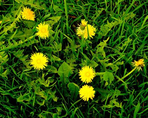 Common Garden Weeds How To Prevent Them