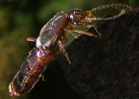 Rove Beetles Staphylinidae Manaaki Whenua
