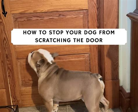 Top 17 How To Keep Your Dog From Scratching Doors Lastest Updates 102022