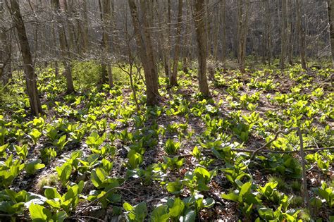 Skunk cabbage is a limited crop in farmville 2 and is only available until december 21, 2015. Spring Ephemerals - Mostly Native Shade