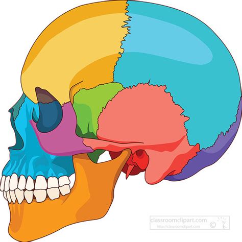 Anatomy Clipart Human Skull Side View Anatomy Clipart