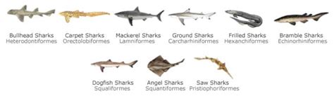 Definisi Ikan Menurut Para Ahli Delinewstv