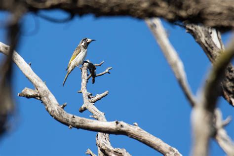 White Fronted Honeyeater Images Captured In The Whipstick Flickr