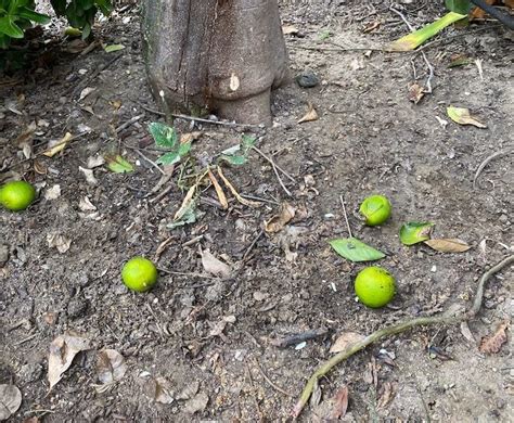 7 Reasons Citrus Trees Drop Fruit And How To Fix It Couch To Homestead