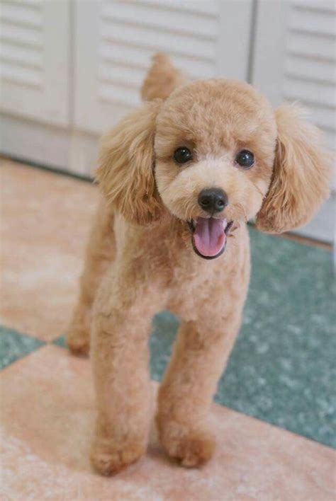 30 Hd Mini Poodle Haircut Styles Haircut Trends