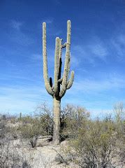 How to grow cactus seeds? Saguaro Cactus Facts: Lesson for Kids | Study.com