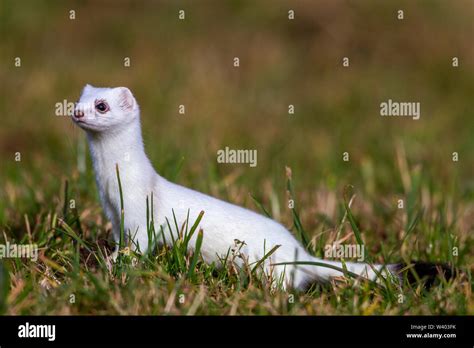 Stoat Short Tailed Weasel Hermelin Mustela Erminea Stock Photo Alamy