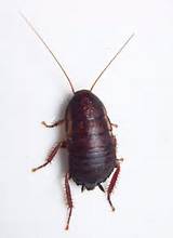 Florida Cockroach Images