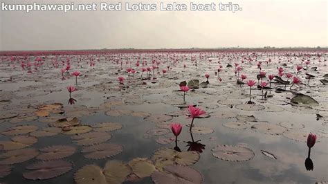 Red Lotus Lake Kumphawapi North East Thailand Boat Trip Top Places