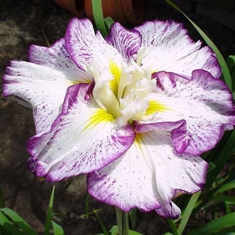 Iris Ensata Stippled Ripples Un Iris Du Japon Blanc à Liseré Violet
