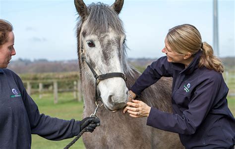 Horses In Our Hands Ground Breaking Study Into Equine Welfare