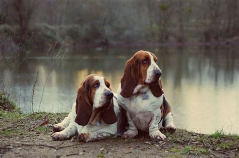 My Hounds Of Love Basset Hound Bassett Hound Basset