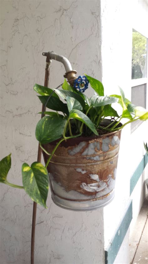 Rusty galvanized bucket as a planter hanging from re purposed shower