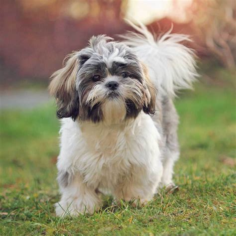 Shih Tzu Dog Origin Health Temperaments And Best Grooming