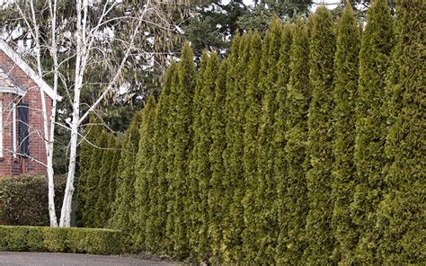 22 Of The Best Evergreen Shrubs For Privacy All Zones