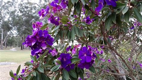 Tibouchina Purple Glory Magnificent Purple Bloom In Winter Youtube