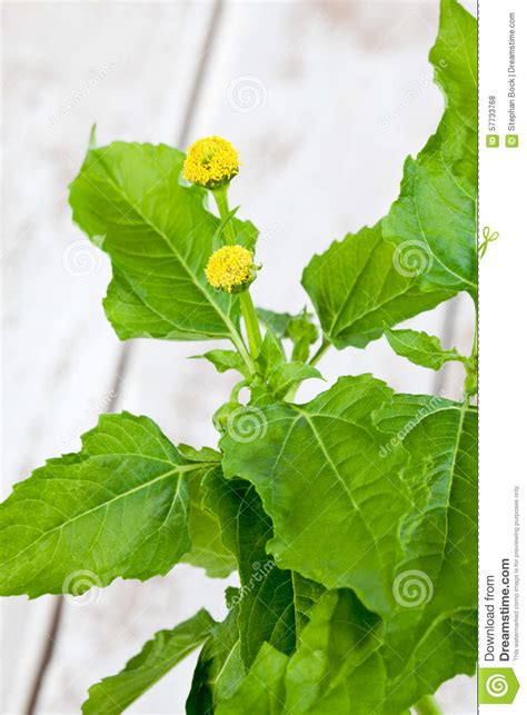 Acmella Oleracea Spice Herb Healing Plant Stock Photo Image Of