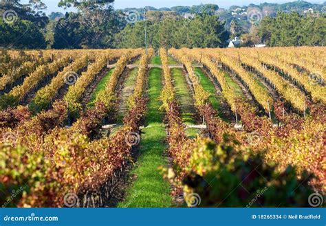 Cape Town Constantia Vineyards Stock Photo Image Of Africa