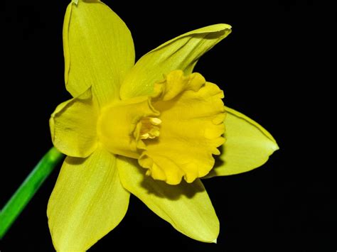 Silent Sunday Free Blog Daffodils Sunday