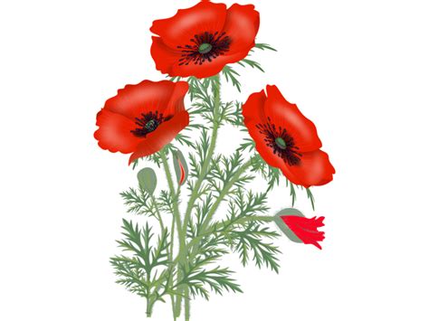 Red Poppy Flower Transparent PNG Image Freepngdesign