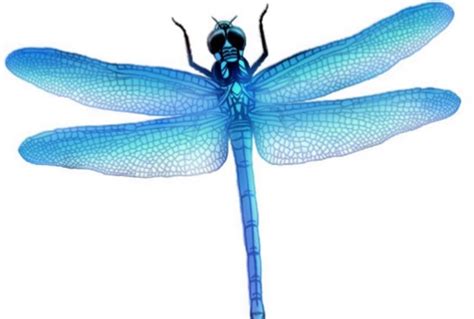 Dragonfly Png Picture Png Mart