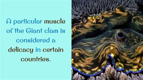 15 Unknown Facts You Should Know About Giant Clam Youtube