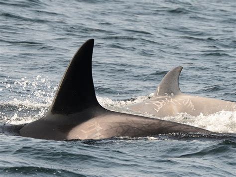 Rare White Young Killer Whale Swimming Off The Bc Coast Toronto Sun