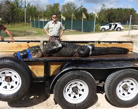 Everything Is Bigger In Texas Largest Alligator Ever Caught In The