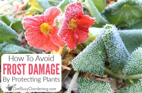 How To Protect Plants From Frost Damage - Get Busy Gardening