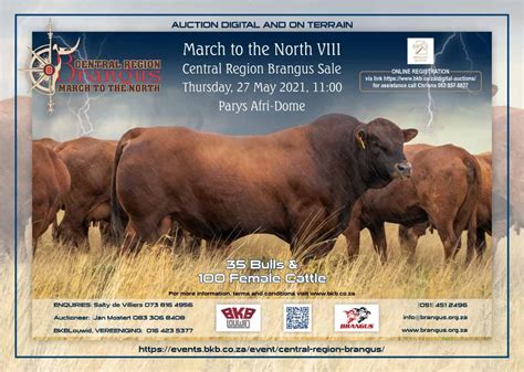 Upcoming Auction Brangus Cattle Firth Group
