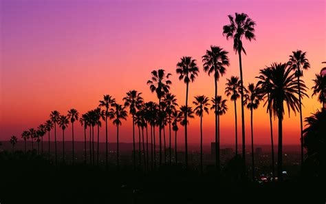Silhouette Of Palm Trees At Sunset