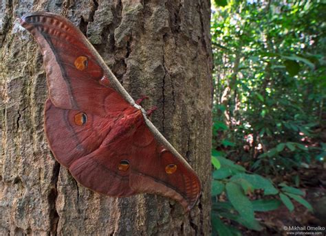 Photo Of The Saturniid Moth Antheraea Sp In Nature By Mikhail Omelko
